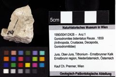 Foto (Objket + Etiketten) von Goniodromites bidentatus (Reuss, 1859) 